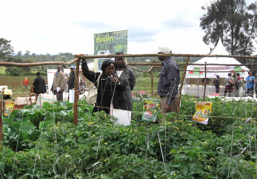 Boom Flower launches in Kenya